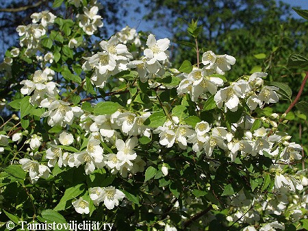 Philadelphus x lemoinei